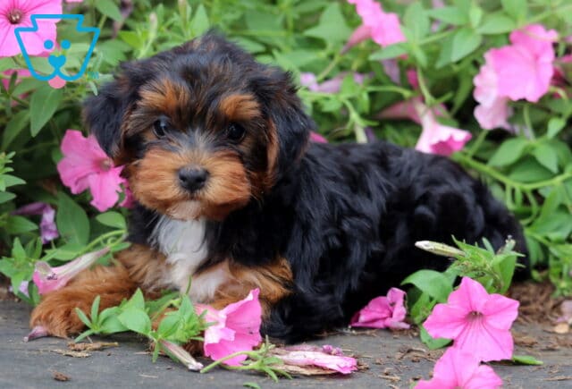 Tri-color Yorkiepoo puppy with a fluffy black, tan, and white coat lying among vibrant pink petunias, looking sweetly toward the camera with bright, expressive eyes. image