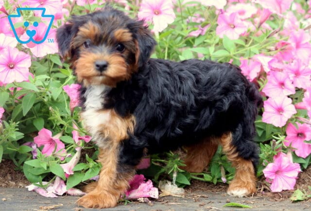 Tri-color Yorkiepoo puppy with a soft black, tan, and white wavy coat standing among lush pink petunias, looking curiously toward the camera with bright, expressive eyes. image