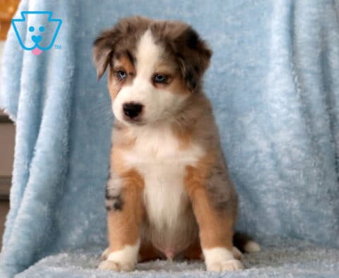 Bronko Mini Aust Shepherd