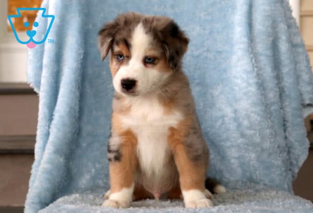 Bronko Mini Aust Shepherd image