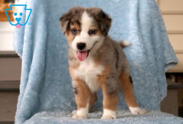 Bronko Mini Aust Shepherd2 image