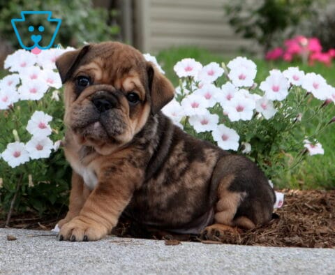 Brindle English Bulldog puppy sitting outdoors in front of blooming white flowers, showing a wrinkled face, sturdy build, and an adorable head tilt in a peaceful garden setting.