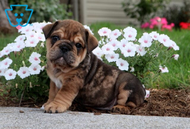 Brindle English Bulldog puppy sitting outdoors in front of blooming white flowers, showing a wrinkled face, sturdy build, and an adorable head tilt in a peaceful garden setting. image
