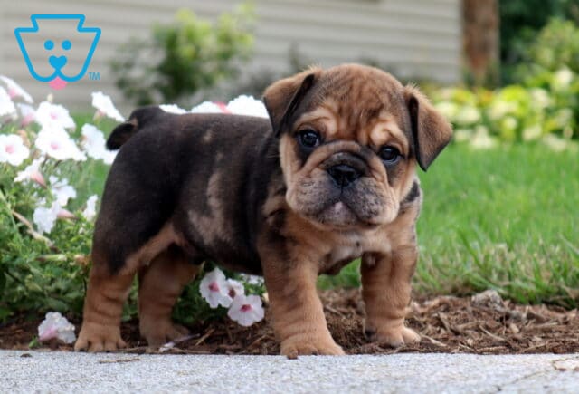 Brindle English Bulldog puppy standing proudly beside delicate white flowers, showcasing its stocky build, wrinkled face, and sweet expression in a bright outdoor garden. image