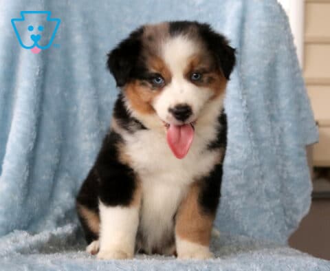 Brutus Mini Aust Shepherd
