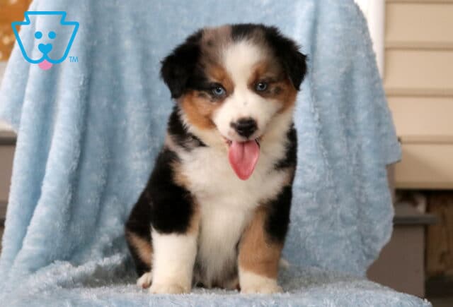 Brutus Mini Aust Shepherd image