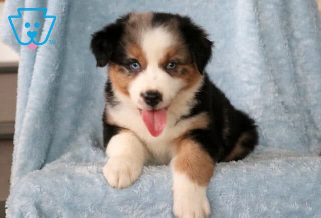 Brutus Mini Aust Shepherd2 image