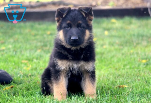 Bubba German image