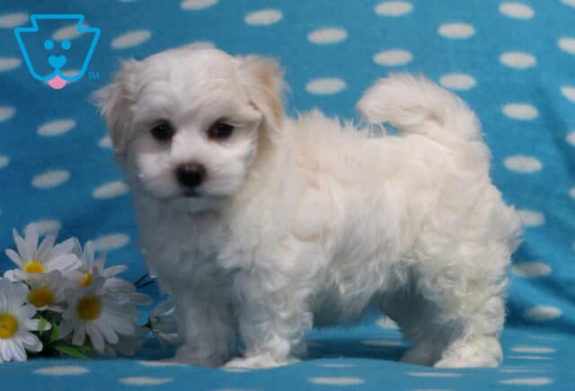 Fluffy white Maltese puppy standing on a light blue polka-dot blanket beside white daisies, featuring a soft silky coat, curled tail, bright dark eyes, and an alert, lovable expression. image