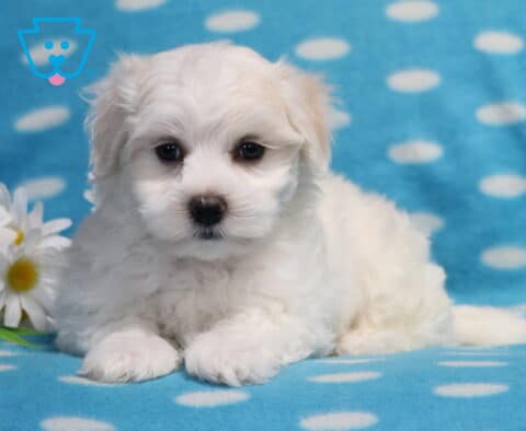 Adorable Maltese puppy relaxing on a light blue polka-dot blanket beside white daisies, showcasing a fluffy white coat, button nose, soft dark eyes, and a gentle, cuddly expression.