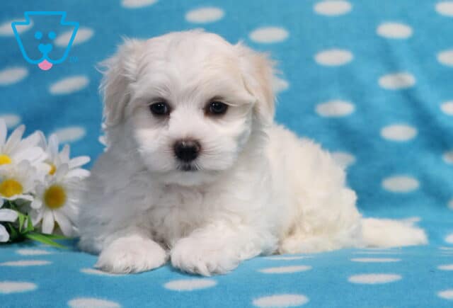 Adorable Maltese puppy relaxing on a light blue polka-dot blanket beside white daisies, showcasing a fluffy white coat, button nose, soft dark eyes, and a gentle, cuddly expression. image