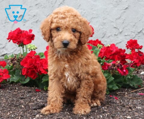 Buck Cockapoo