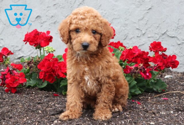 Buck Cockapoo image