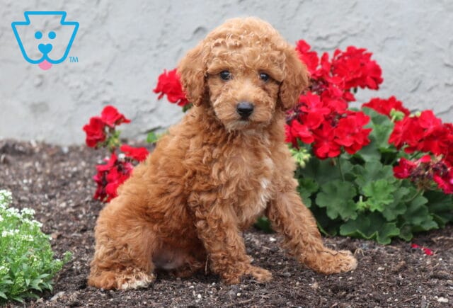 Buck Cockapoo2 image
