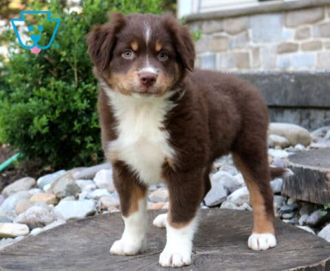 Buck Mini Aust Shepherd