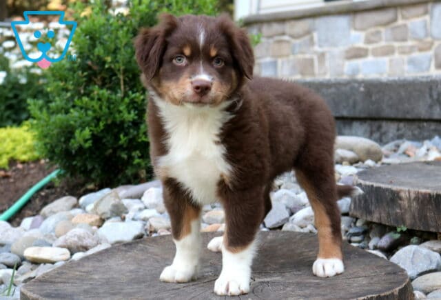 Fluffy red tri Mini Australian Shepherd puppy standing on a rustic tree stump with a rich chocolate coat, copper accents, white markings, and bright hazel eyes in a landscaped outdoor setting. image