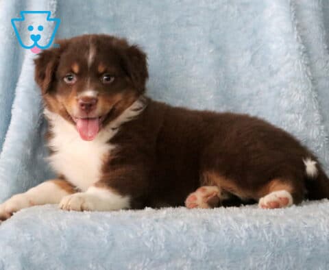 Buck Mini Aust Shepherd