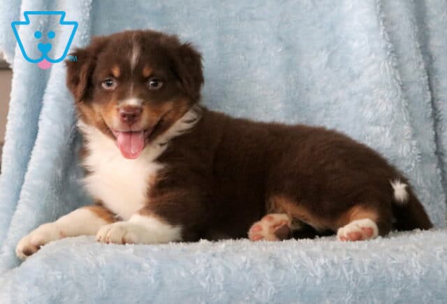 Buck Mini Aust Shepherd image