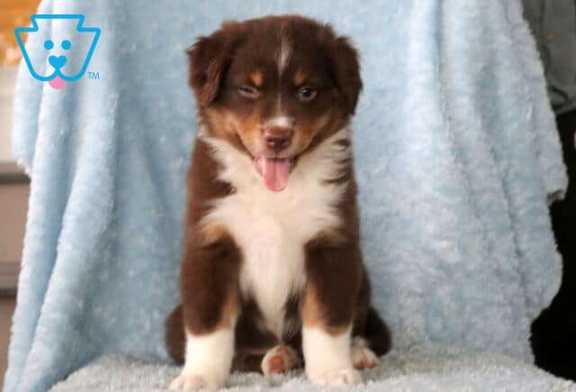 Buck Mini Aust Shepherd2 image