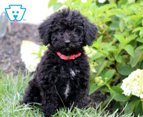 Black Mini Goldendoodle puppy with a curly coat, white chest marking, and red collar sitting in green grass beside blooming white hydrangeas, looking attentively at the camera.
