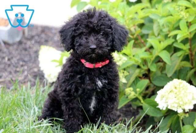 Black Mini Goldendoodle puppy with a curly coat, white chest marking, and red collar sitting in green grass beside blooming white hydrangeas, looking attentively at the camera. image