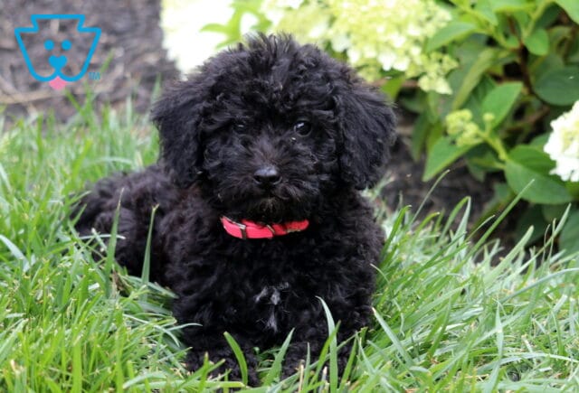 Curly black Mini Goldendoodle puppy wearing a red collar, relaxing in thick green grass with soft white hydrangea blooms in the background, gazing curiously toward the camera. image