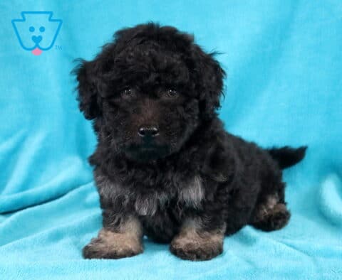 Buddy Bichpoo