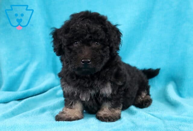 Buddy Bichpoo image