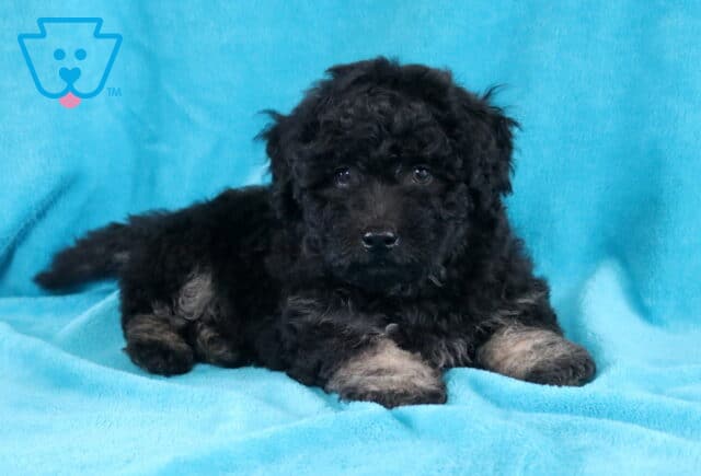 Buddy Bichpoo2 image