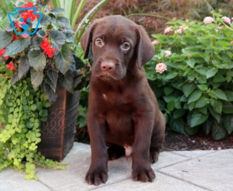 Buddy Choc Lab
