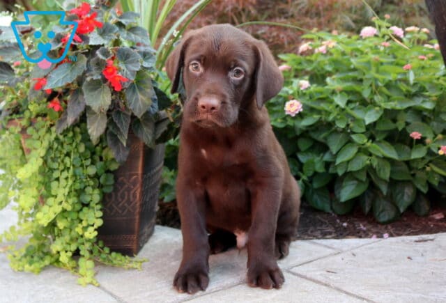 Buddy Choc Lab image