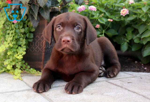 Buddy Choc Lab2 image