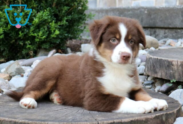 Red tri Mini Australian Shepherd puppy relaxing on a weathered tree stump, featuring a plush chocolate coat, bright white blaze, copper points, and expressive amber eyes in a natural outdoor setting. image