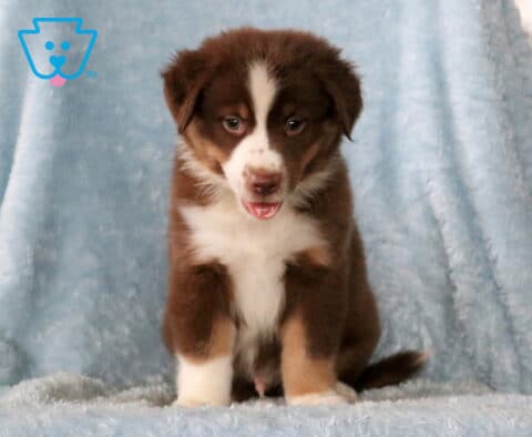 Buddy Mini Aust Shepherd
