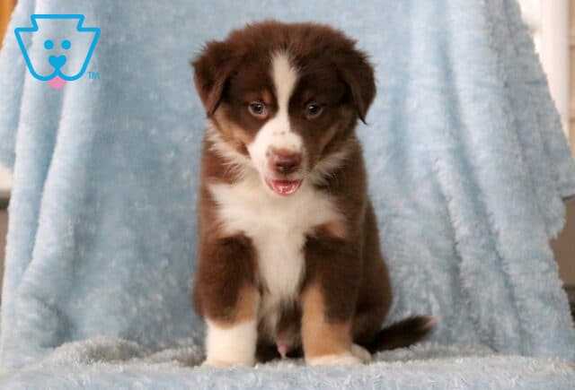 Sweet red tri Mini Australian Shepherd puppy sitting on a plush blue blanket with an adorable curious expression. image