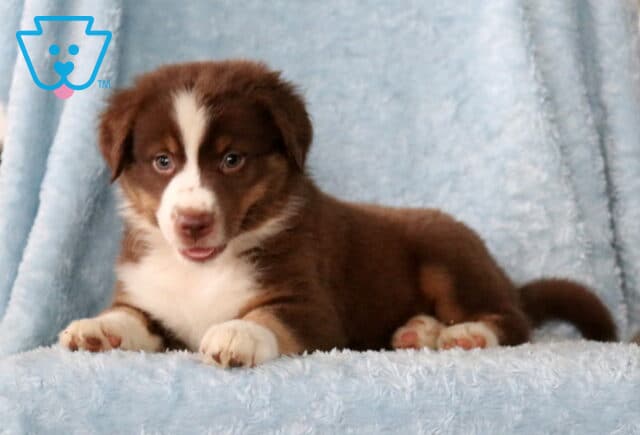 Friendly red tri Mini Australian Shepherd puppy lying on a cozy blue blanket with bright, expressive eyes. image