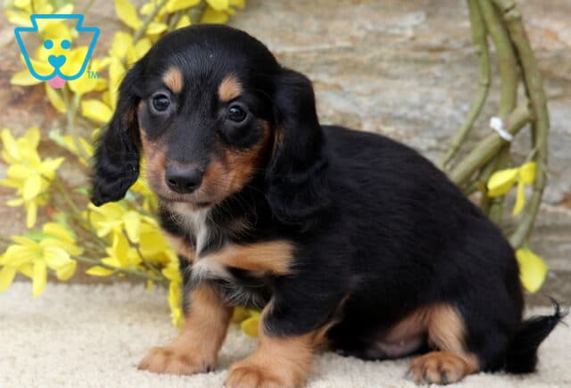 Black and tan Mini Dachshund puppy sitting beside bright yellow flowers, showing a sleek coat, floppy ears, and a gentle, curious expression. image