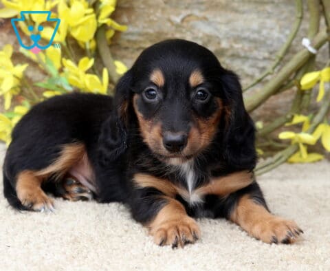 Long-haired Mini Dachshund puppy relaxing on a soft cream blanket with yellow blossoms in the background, featuring a glossy black and tan coat and a calm, attentive gaze.