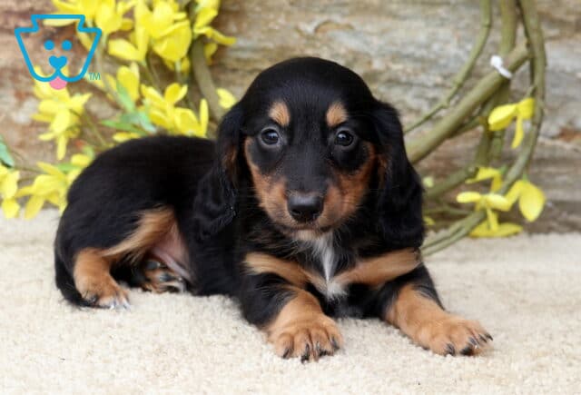 Long-haired Mini Dachshund puppy relaxing on a soft cream blanket with yellow blossoms in the background, featuring a glossy black and tan coat and a calm, attentive gaze. image