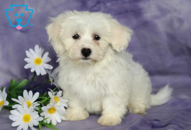 Buffy Bichon image