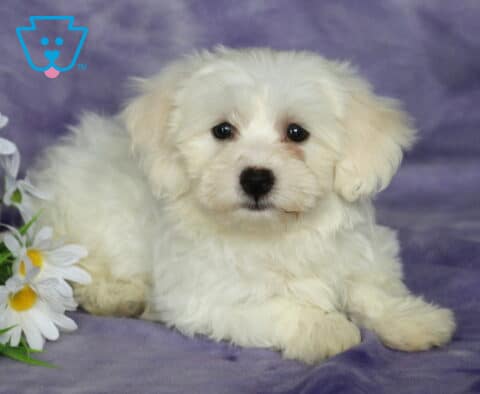 Buffy Bichon2