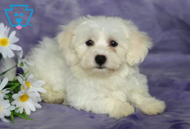 Buffy Bichon2 image