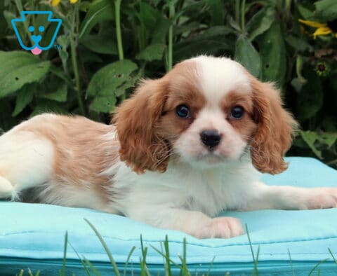 Buster Cavalier