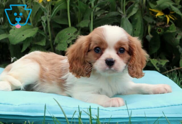 Buster Cavalier image