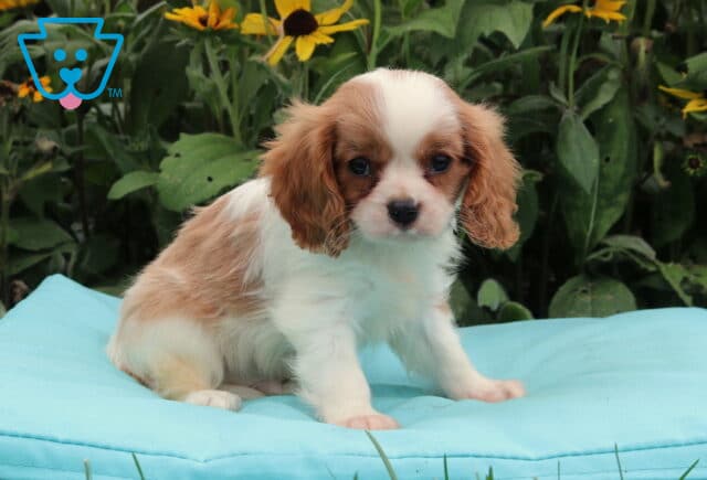 Buster Cavalier2 image