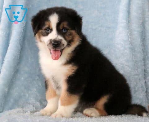 Buster Mini Aust Shepherd