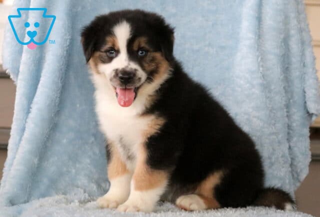 Buster Mini Aust Shepherd image