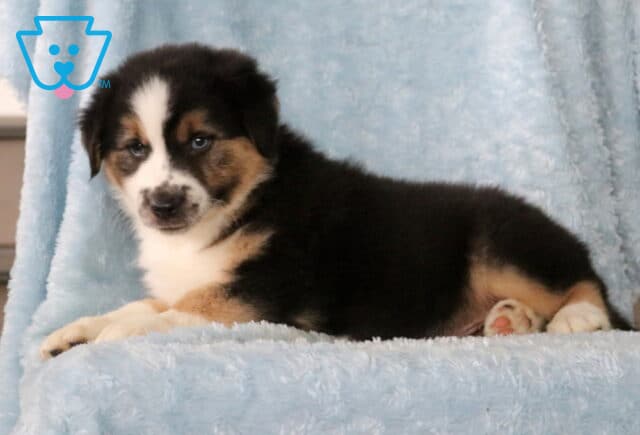 Buster Mini Aust Shepherd2 image
