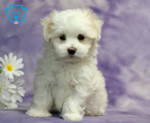 Sweet white Maltese puppy sitting beside white daisies against a soft lavender backdrop, featuring a plush silky coat, tiny black button nose, dark expressive eyes, and an irresistibly cuddly teddy bear look.