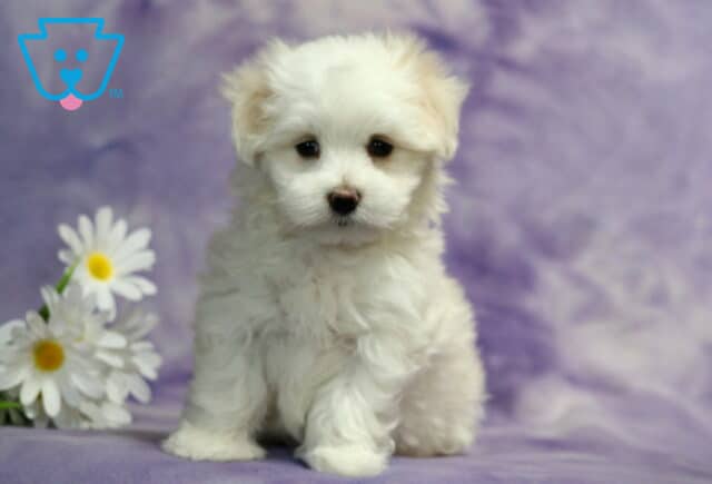 Sweet white Maltese puppy sitting beside white daisies against a soft lavender backdrop, featuring a plush silky coat, tiny black button nose, dark expressive eyes, and an irresistibly cuddly teddy bear look. image